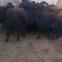 بره نر|حیوانات مزرعه|سراب, |دیوار