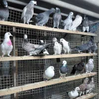 کبوتر جوجه هوایی|پرنده|قائم‌شهر, |دیوار