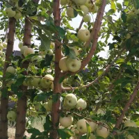 باغ|فروش زمین و ملک کلنگی|زاویه, |دیوار