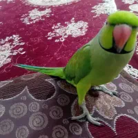 طوطی ملنگو سخنگو|پرنده|مشهد, شهید احمدی روشن|دیوار