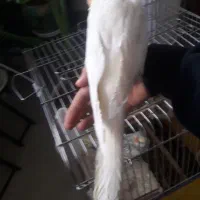 عروس هلندی سالم