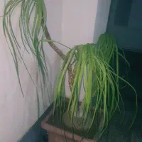 گل لیندا ۲۵ ساله|گل و گیاه طبیعی|بهشهر, |دیوار