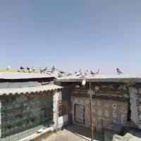50تا ماده زدوخوردی|پرنده|مشهد, توس فردوسی|دیوار