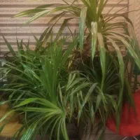 گلدان پاندانوس