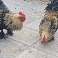 خروس پا پر|حیوانات مزرعه|مشهد, محمدآباد|دیوار