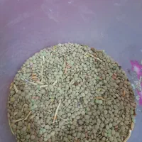 عدس|خدمات باغبانی و درختکاری|کوثر, |دیوار
