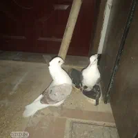 پشتی نرو ماده