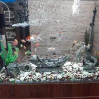 آکواریم کمدی ، با تجهیزات کامل|ماهی|قم, صفاشهر|دیوار