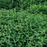 سبزی کاری در منزل