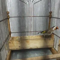 فروش‌سهره‌متولد‌قفس‌