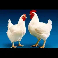 فروش مرغ زنده کیلو 230