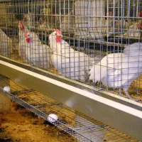 مرغ سفید (مرغداری) پردار تخم گذار صنعتی در تبریز