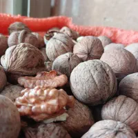 زرشک دانه اناری/گردو درجه یک ایرانی