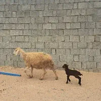 دوعدد میش بره دار و ابستن