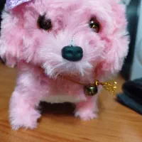 سگ پیدا شده (عکس غیر واقعی)