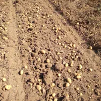 سیب زمینی فریدن|عمدهفروشی|داران, |دیوار