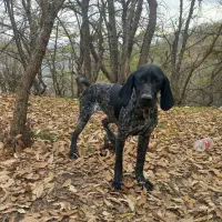 توله شکاری المانی|سگ|گالیکش, |دیوار