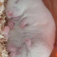 همستر نرو ماده همراه بچه