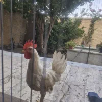 خروس جوان محلی