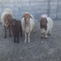 میش بره