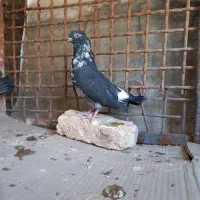 قاره های پرش دار|پرنده|فرخ‌شهر, |دیوار