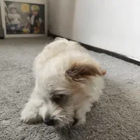 سگ پودل عروسکی