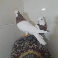 کبوتر|پرنده|رشت, یخسازی|دیوار