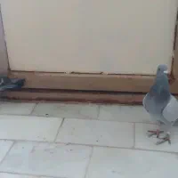 کبوتر|پرنده|میبد, |دیوار