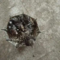 جوجه سهره قناری