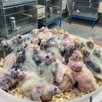 مجموعه پرورش عروسهلندی.گیرینچیک.برزیلی.مرغ عش