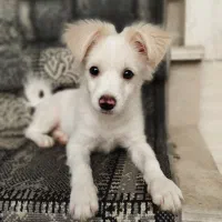 سگ اشپیتز|سگ|قم, شهرک فاطمیه|دیوار