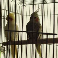 عروس هلندی|پرنده|پاکدشت, پاکدشت (مامازند)|دیوار