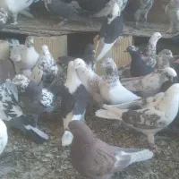 کبوتر کاشونی|پرنده|خمینی‌شهر, |دیوار