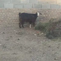 بزه|حیوانات مزرعه|زاهدان, |دیوار