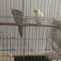 عروس هلندی|پرنده|مهران (ایلام), |دیوار