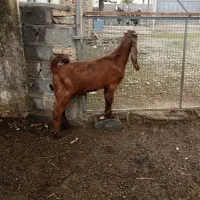 بزغاله نر پاکستانی اصل ،مخصوص تخمی|حیوانات مزرعه|آق قلا, |دیوار