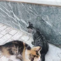 واگذاری بچه گربه