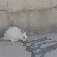 خرگوش|موش و خرگوش|تاکستان, |دیوار