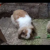 خرگوش لوپ اوکراینی نر