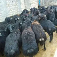 خرید وفروش گوسفند افشاری میش وبره ماده وبره نر|حیوانات مزرعه|بروجرد, |دیوار