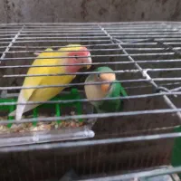 جفت کوتوله لوپ هلویی و بریزیلی|پرنده|زابل, |دیوار