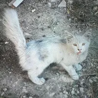 پیداشده