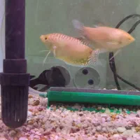 یه جفت ماهی گورامی عسلی.بامولد مولی