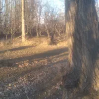 خریدار همه نوع درخت|خدمات باغبانی و درختکاری|مشگین شهر, |دیوار