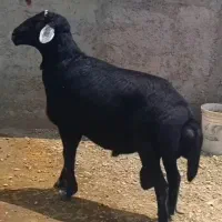 قوچ قره چال اصل موسیم|حیوانات مزرعه|ورزقان, |دیوار