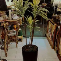 درختچه وارداتی ارتفاع ۱۹۰