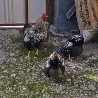تخم نطفه دار ویاندوت سیلور