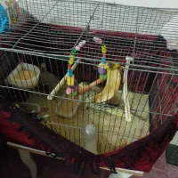 جفت عروس هلندی با یک عدد جوجه و پنج عدد تخم|پرنده|تربت‌حیدریه, حاجی یار‎|دیوار