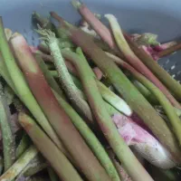 ریواس کوه سرخ