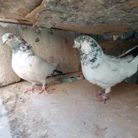 کبوتر پرشی|پرنده|اصفهان, بابوکان جنوبی|دیوار